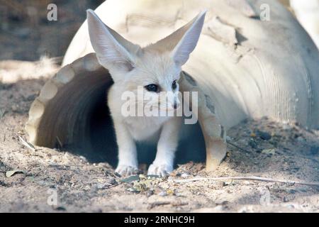 RAMAT GAN, 8. November 2016 -- Ein sieben Wochen alter Fennec-Fuchs (Vulpes zerda) wird im Ramat Gan Safari Zoo in Tel Aviv, Israel, 8. November 2016 gesehen. ) (cyc) ISRAEL-RAMAT GAN-FENNEC FOX GilxCohenxMagen PUBLICATIONxNOTxINxCHN Ramat gan 8. November 2016 A Seven Week Old Fennec Fox Vulpes zerda IS Lakes at The Ramat gan Safari Zoo in Tel Aviv Israel 8. November 2016 cyc Israel Ramat gan Fennec Fox GilxCohenxMagen PUBLxCHINN Stockfoto