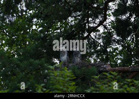 Ardea cinerea Familie Ardeidae Gattung Ardea graue Reihenküken im Nest Stockfoto