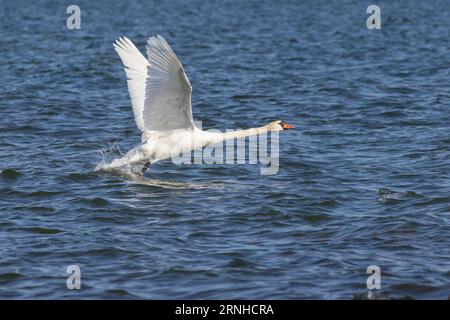 Stummschalten von Schwänen in Helsinki, Finnland Stockfoto