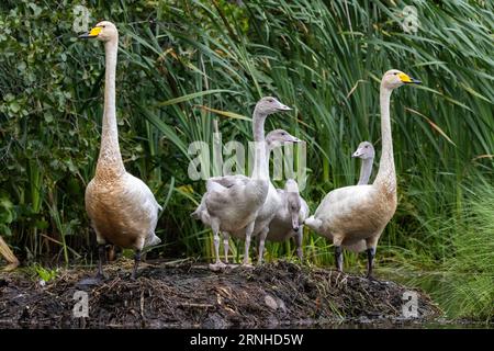 Eine Familie von Singschwänen in ihrem Nest in Finnland Stockfoto
