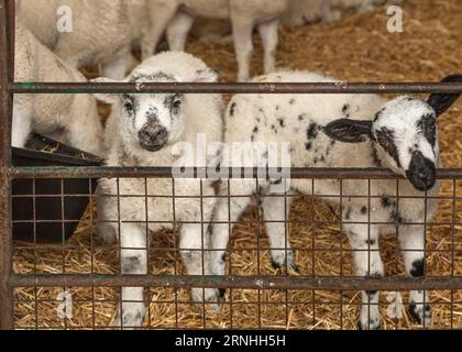 Zwei junge schwarz-weiße Lämmer standen in einem Stift und schauten hinaus Stockfoto