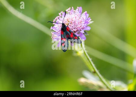 Gefleckter burnet-Schmetterling in Estland Stockfoto