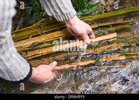 (161208) -- CHONGQING, 7. Dezember 2016 -- Li Gaoqiang überprüft Materialien für die Herstellung von Tuhuo-Papier in der Stadt Xinglong, südwestchinesisches Chongqing, 7. Dezember 2016. Die Familie Li, die in der Stadt Xinglong in Chongqing lebt, hat das traditionelle Handwerk der Tuhuo-Papierherstellung über fünf Generationen weitergegeben. Tuhuo-Papier aus Bambus, das in lokalen Gebieten angebaut wird, erfordert einen hohen Standard an Techniken in allen Verarbeitungsstufen. Aufgrund der hohen Arbeitsintensität, der geringen Verkaufszahlen und der geringen Rendite wird das Handwerk jedoch nur von wenigen jungen Menschen vererbt, was die Regierung dazu veranlasst hat, es als Tourismusprojekt in einem Ai zu entwickeln Stockfoto