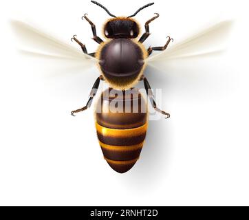 Fliegende Honigbiene. Insektensymbol für die natürliche, gesunde und ökologische Lebensmittelproduktion. Realistische Zeichnung einer Arbeitsbiene, die zum Hive oder Apiary fliegt. Iso Stock Vektor