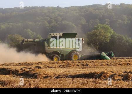 Der Fahrer des Mähdreschers erntet eine Reihe von Weizenfeldern, die den eingebauten Korntank füllen, bevor er in einen mit dem Traktor gezogenen Muldenkipper entladen wird. Stockfoto