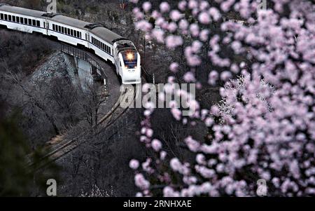 (161216) -- PEKING, 16. Dezember 2016 -- Ein Zug fährt in einem bergigen Gebiet, in dem Blumen in voller Blüte in der Nähe des Juyongguan-Passes der Großen Mauer in Peking, Hauptstadt von China, 25. März 2016. ) (Zyd) CHINA-BUNTE AUFNAHMEN 2016 (CN) WangxXibao PUBLICATIONxNOTxINxCHN Peking DEZ 16 2016 ein Zug fährt in einem Bergregion, in dem Blumen in voller Blüte in der Nähe von Juyongguan Passport der Großen Mauer in Peking Hauptstadt von China März 25 2016 ZYD China Bunte Aufnahmen in 2016 CN WangxXibao PUBLICATINxCHxCHxCHN Stockfoto