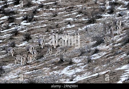 (170109) -- HAIXI, 9. Januar 2017 -- Foto aufgenommen am 7. Januar 2017 zeigt Bharals in der Provinz Qinghai im Landkreis Tianjun der mongolisch-tibetischen Autonomen Präfektur Haixi im Nordwesten Chinas. )(mcg) CHINA-QINGHAI-HAIXI-WILDTIER (CN) WangxBo PUBLICATIONxNOTxINxCHN Haixi Jan 9 2017 Foto aufgenommen AM 7. Januar 2017 zeigt Bharale in Tianjun County Haixi Mongolisch Tibetanische Autonome Präfektur Nordwestchina S Qinghai Provinz mcg China Qinghai HaiBICxCN Wild BINxCN Tier BIONICNICxBIONICxN Stockfoto