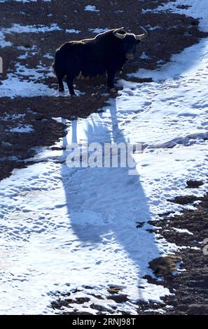 (170109) -- HAIXI, 9. Januar 2017 -- Foto aufgenommen am 7. Januar 2017 zeigt ein wildes Yak im Tianjun County der Mongolisch-tibetischen Autonomen Präfektur Haixi, nordwestchinesische Provinz Qinghai. )(mcg) CHINA-QINGHAI-HAIXI-WILDTIER (CN) WangxBo PUBLICATIONxNOTxINxCHN Haixi Jan 9 2017 Foto aufgenommen AM 7. Januar 2017 zeigt einen wilden Yak im Tianjun County Haixi Mongolisch Tibetanische Autonome Präfektur Nordwestchina S Qinghai Provinz mcg China Qinghai Wild Animal HaiBICTINxCHIxCN Stockfoto