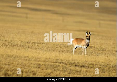 (170109) -- HAIXI, 8. Januar 2017 -- Foto aufgenommen am 8. Januar 2017 zeigt eine Przewalski-Gazelle in Tianjun County der Mongolisch-tibetischen Autonomen Präfektur Haixi, nordwestchinesische Provinz Qinghai. )(mcg) CHINA-QINGHAI-HAIXI-WILDTIER (CN) WangxBo PUBLICATIONxNOTxINxCHN Haixi 8. Januar 2017 Foto aufgenommen AM 8. Januar 2017 zeigt eine Przewalski S Gazelle im Tianjun County Haixi Mongolisch Tibetan Autonome Präfektur Nordwest China S QinNOghai Provinz mcg China QinxBLATXIxCN Wildtier Stockfoto