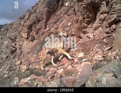 (170109) -- HAIXI, 9. Januar 2017 () -- Foto aufgenommen am 30. August 2016 mit einer Infrarotkamera zeigt einen Wolf im Tianjun County der Mongolisch-Tibetanischen Autonomen Präfektur Haixi, nordwestchinesische Provinz Qinghai. ()(mcg) CHINA-QINGHAI-HAIXI-WILDTIER (CN) xinhua PUBLICATIONxNOTxINxCHN Haixi Jan 9 2017 Foto aufgenommen AM 30 2016. August von to Infrarot Kamera zeigt einen Wolf im Tianjun County Haixi Mongolisch Tibetanische Autonome Präfektur Nordwestchina S QINGHAI Provinz mcinxhui QINXITIXNCHIONCN Stockfoto