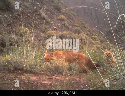 (170109) -- HAIXI, 9. Januar 2017 () -- Foto aufgenommen am 14. August 2016 mit einer Infrarotkamera zeigt zwei Schakale im Tianjun County der Mongolisch-Tibetanischen Autonomen Präfektur Haixi, nordwestchinesische Provinz Qinghai. ()(mcg) CHINA-QINGHAI-HAIXI-WILDTIER (CN) xinhua PUBLICATIONxNOTxINxCHN Haixi Jan 9 2017 Foto aufgenommen AM 14. August 2016 von to Infrarot Kamera zeigt zwei Schakale in Tianjun County Haixi Mongolisch Tibetan Autonome Präfektur Nordwest China S Qinghai Provinz mcinxCHINN Tier QinixCN Stockfoto