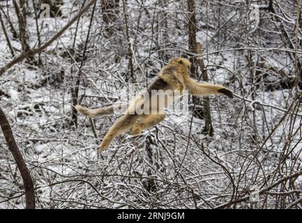 (170110) -- SHENNONGJIA, 10. Januar 2017 -- Ein goldener Affe springt im Wald im Dalongtan Golden Monkey Research Center in Shennongjia, Provinz Hubei, 10. Januar 2017. Jahrelange Schutzarbeit hat die Zahl der Goldenen Affen in Shennongjia seit den 1980er Jahren verdoppelt. (zhs) CHINA-HUBEI-GOLDEN MONKEY (CN) DuxHuaju PUBLICATIONxNOTxINxCHN Shennongjia Jan 10 2017 ein Goldener Affe springt im Wald im Dalongtan Golden Monkey Research Center in Shennongjia Zentralchina Provinz S Hubei 10 2017 Jahre Schutzarbeit hat die Anzahl der Goldenen Affen in Shennongjia seitdem verdoppelt Stockfoto