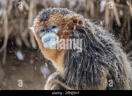 (170110) -- SHENNONGJIA, 10. Januar 2017 -- Ein goldener Affe ruht im Wald des Dalongtan Golden Monkey Research Center in Shennongjia, Provinz Hubei in Zentralchina, 10. Januar 2017. Jahrelange Schutzarbeit hat die Zahl der Goldenen Affen in Shennongjia seit den 1980er Jahren verdoppelt. (zhs) CHINA-HUBEI-GOLDENER AFFE (CN) DuxHuaju PUBLICATIONxNOTxINxCHN Shennongjia Jan 10 2017 ein Goldener Affe ruht im Wald im Dalongtan Golden Monkey Research Center in Shennongjia Zentralchina Provinz S Hubei 10 2017 Jahre Schutzarbeit hat die Anzahl der Goldenen Affen in Shennongjia seitdem verdoppelt Stockfoto