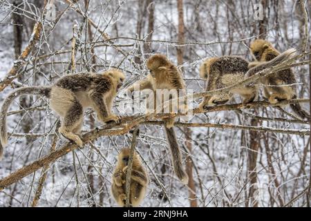 (170110) -- SHENNONGJIA, 10. Januar 2017 -- Goldene Affen spielen im Wald im Dalongtan Golden Monkey Research Center in Shennongjia, Provinz Hubei, 10. Januar 2017. Jahrelange Schutzarbeit hat die Zahl der Goldenen Affen in Shennongjia seit den 1980er Jahren verdoppelt. (zhs) CHINA-HUBEI-GOLDEN MONKEY (CN) DuxHuaju PUBLICATIONxNOTxINxCHN Shennongjia Jan 10 2017 Goldene Affen Spielen IM Wald im Dalongtan Goldene Affen Forschungszentrum in Shennongjia Zentralchina Provinz S Hubei 10. Januar 2017 Jahre Schutzarbeit hat die Anzahl der Goldenen Affen in Shennongjia seit dem verdoppelt Stockfoto