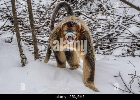 (170110) -- SHENNONGJIA, 10. Januar 2017 -- Ein goldener Affe kriecht im Wald des Dalongtan Golden Monkey Research Center in Shennongjia, Provinz Hubei, 10. Januar 2017. Jahrelange Schutzarbeit hat die Zahl der Goldenen Affen in Shennongjia seit den 1980er Jahren verdoppelt. (zhs) CHINA-HUBEI-GOLDEN MONKEY (CN) DuxHuaju PUBLICATIONxNOTxINxCHN Shennongjia Jan 10 2017 ein Goldener Affe kriecht im Wald im Dalongtan Golden Monkey Research Center in Shennongjia Zentralchina Provinz S Hubei Jan 10 2017 Jahre Schutzarbeit hat die Anzahl der Goldenen Affen in Shennongjia Sin verdoppelt Stockfoto