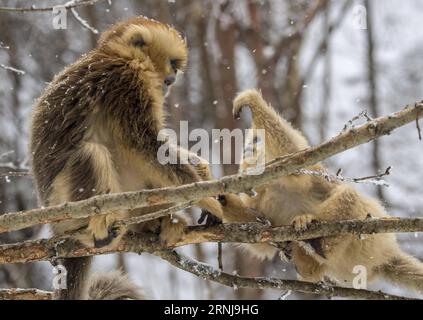 (170110) -- SHENNONGJIA, 10. Januar 2017 -- Goldene Affen spielen im Wald im Dalongtan Golden Monkey Research Center in Shennongjia, Provinz Hubei, 10. Januar 2017. Jahrelange Schutzarbeit hat die Zahl der Goldenen Affen in Shennongjia seit den 1980er Jahren verdoppelt. (zhs) CHINA-HUBEI-GOLDEN MONKEY (CN) DuxHuaju PUBLICATIONxNOTxINxCHN Shennongjia Jan 10 2017 Goldene Affen Spielen IM Wald im Dalongtan Goldene Affen Forschungszentrum in Shennongjia Zentralchina Provinz S Hubei 10. Januar 2017 Jahre Schutzarbeit hat die Anzahl der Goldenen Affen in Shennongjia seit dem verdoppelt Stockfoto