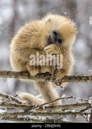 (170110) -- SHENNONGJIA, 10. Januar 2017 -- Ein goldener Affe spielt im Wald des Dalongtan Golden Monkey Research Center in Shennongjia, Provinz Hubei in Zentralchina, 10. Januar 2017. Jahrelange Schutzarbeit hat die Zahl der Goldenen Affen in Shennongjia seit den 1980er Jahren verdoppelt. (zhs) CHINA-HUBEI-GOLDEN MONKEY (CN) DuxHuaju PUBLICATIONxNOTxINxCHN Shennongjia Jan 10 2017 ein Goldener Affe SPIELT IM Wald im Dalongtan Golden Monkey Research Center in Shennongjia Zentralchina Provinz S Hubei 10 2017 Jahre Schutzarbeit hat die Anzahl der Goldenen Affen in Shennongjia seitdem verdoppelt Stockfoto