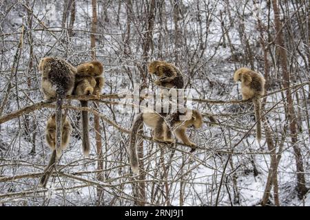 (170110) -- SHENNONGJIA, 10. Januar 2017 -- Goldene Affen spielen im Wald im Dalongtan Golden Monkey Research Center in Shennongjia, Provinz Hubei, 10. Januar 2017. Jahrelange Schutzarbeit hat die Zahl der Goldenen Affen in Shennongjia seit den 1980er Jahren verdoppelt. (zhs) CHINA-HUBEI-GOLDEN MONKEY (CN) DuxHuaju PUBLICATIONxNOTxINxCHN Shennongjia Jan 10 2017 Goldene Affen Spielen IM Wald im Dalongtan Goldene Affen Forschungszentrum in Shennongjia Zentralchina Provinz S Hubei 10. Januar 2017 Jahre Schutzarbeit hat die Anzahl der Goldenen Affen in Shennongjia seit dem verdoppelt Stockfoto
