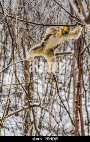 (170110) -- SHENNONGJIA, 10. Januar 2017 -- Ein goldener Affe springt im Wald im Dalongtan Golden Monkey Research Center in Shennongjia, Provinz Hubei, 10. Januar 2017. Jahrelange Schutzarbeit hat die Zahl der Goldenen Affen in Shennongjia seit den 1980er Jahren verdoppelt. (zhs) CHINA-HUBEI-GOLDEN MONKEY (CN) DuxHuaju PUBLICATIONxNOTxINxCHN Shennongjia Jan 10 2017 ein Goldener Affe springt im Wald im Dalongtan Golden Monkey Research Center in Shennongjia Zentralchina Provinz S Hubei 10 2017 Jahre Schutzarbeit hat die Anzahl der Goldenen Affen in Shennongjia seitdem verdoppelt Stockfoto