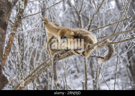 (170110) -- SHENNONGJIA, 10. Januar 2017 -- Ein goldener Affe spielt im Wald des Dalongtan Golden Monkey Research Center in Shennongjia, Provinz Hubei in Zentralchina, 10. Januar 2017. Jahrelange Schutzarbeit hat die Zahl der Goldenen Affen in Shennongjia seit den 1980er Jahren verdoppelt. (zhs) CHINA-HUBEI-GOLDEN MONKEY (CN) DuxHuaju PUBLICATIONxNOTxINxCHN Shennongjia Jan 10 2017 ein Goldener Affe SPIELT IM Wald im Dalongtan Golden Monkey Research Center in Shennongjia Zentralchina Provinz S Hubei 10 2017 Jahre Schutzarbeit hat die Anzahl der Goldenen Affen in Shennongjia seitdem verdoppelt Stockfoto