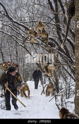 (170110) -- SHENNONGJIA, 10. Januar 2017 -- Ein Mitarbeiter trägt das Futter für Goldene Affen im Winter im Dalongtan Golden Monkey Research Center in Shennongjia, Provinz Hubei in Zentralchina, 10. Januar 2017. Jahrelange Schutzarbeit hat die Zahl der Goldenen Affen in Shennongjia seit den 1980er Jahren verdoppelt. (zhs) CHINA-HUBEI-GOLDENER AFFE (CN) DuxHuaju PUBLICATIONxNOTxINxCHN Shennongjia Jan 10 2017 ein Mitarbeiter trägt das Essen für Goldene Affen im Winter im Dalongtan Goldener Affe Forschungszentrum in Shennongjia Zentralchina Provinz S Hubei Jan 10 2017 Jahre Schutzarbeit hat Zweifel Stockfoto