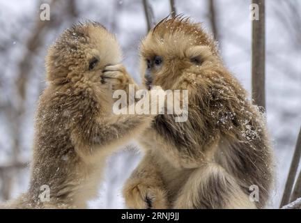 (170110) -- SHENNONGJIA, 10. Januar 2017 -- Goldene Affen spielen im Wald im Dalongtan Golden Monkey Research Center in Shennongjia, Provinz Hubei, 10. Januar 2017. Jahrelange Schutzarbeit hat die Zahl der Goldenen Affen in Shennongjia seit den 1980er Jahren verdoppelt. (zhs) CHINA-HUBEI-GOLDEN MONKEY (CN) DuxHuaju PUBLICATIONxNOTxINxCHN Shennongjia Jan 10 2017 Goldene Affen Spielen IM Wald im Dalongtan Goldene Affen Forschungszentrum in Shennongjia Zentralchina Provinz S Hubei 10. Januar 2017 Jahre Schutzarbeit hat die Anzahl der Goldenen Affen in Shennongjia seit dem verdoppelt Stockfoto