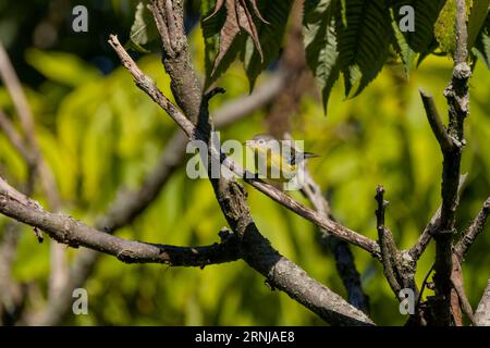 Nördliche Parula (Parula americana), kleine nordamerikanische Zugvögel. Stockfoto