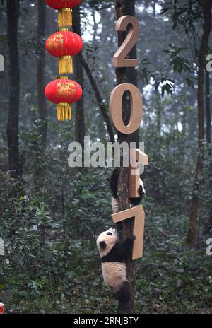 (170115) -- PEKING, 15. Januar 2017 -- Foto aufgenommen am 11. Januar 2017 zeigt Baby-Riesen-Pandas in der Ya an Bifeng Gorge Basis des China Conservation and Research Center for the Giant Panda in der südwestlichen chinesischen Provinz Sichuan. Acht 2016 geborene Baby-Riesen-Pandas wurden am Mittwoch in der Ya an Bifeng Gorge des China Conservation and Research Center for the Giant Panda Here aufgenommen. XINHUA FOTO WÖCHENTLICHE AUSWAHL XuexYubin PUBLICATIONxNOTxINxCHN 170115 Peking 15. Januar 2017 Foto aufgenommen AM 11. Januar 2017 zeigt Baby-Riesen-Pandas auf der Ya to Bifeng Gorge Base der China Conservati Stockfoto