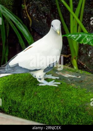 Torresian Imperial Pigeon, Ducula spilorrhoa, Muskattaube, Weiße Muskattaube, australische Rattentaube oder Torres Strait Pigeon, gefangen genommen. Stockfoto