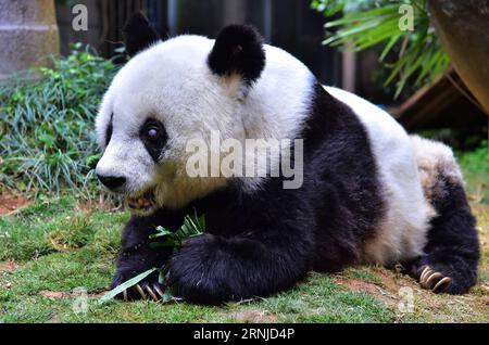 (170117) -- FUZHOU, 17. Januar 2017 -- Giant Panda basics isst Bambus im Panda Forschungs- und Austauschzentrum in Fuzhou, Hauptstadt der südöstlichen chinesischen Provinz Fujian, 17. Januar 2017. Basic, der älteste Riesenpanda der Welt in Gefangenschaft, wird 37 Jahre alt, das entspricht mehr als 100 Menschenjahren. BASIC wurde 1980 im Baoxing County in der südwestlichen chinesischen Provinz Sichuan geboren. Und sie ist Prototyp des Maskottchens Panpan für die Asienspiele 1990 in Peking. )(zx) CHINA-FUJIAN-FUZHOU-RIESE PANDA(CN) WeixPeiquan PUBLICATIONxNOTxINxCHN Fuzhou Jan 17 2017 Giant Panda basis isst Bambus BEI der Panda Research and Exc Stockfoto