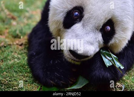 (170117) -- FUZHOU, 17. Januar 2017 -- Giant Panda basics isst Bambus im Panda Forschungs- und Austauschzentrum in Fuzhou, Hauptstadt der südöstlichen chinesischen Provinz Fujian, 17. Januar 2017. Basic, der älteste Riesenpanda der Welt in Gefangenschaft, wird 37 Jahre alt, das entspricht mehr als 100 Menschenjahren. BASIC wurde 1980 im Baoxing County in der südwestlichen chinesischen Provinz Sichuan geboren. Und sie ist Prototyp des Maskottchens Panpan für die Asienspiele 1990 in Peking. )(zx) CHINA-FUJIAN-FUZHOU-RIESE PANDA(CN) WeixPeiquan PUBLICATIONxNOTxINxCHN Fuzhou Jan 17 2017 Giant Panda basis isst Bambus BEI der Panda Research and Exc Stockfoto