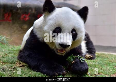 (170117) -- FUZHOU, 17. Januar 2017 -- Giant Panda basics isst Bambus im Panda Forschungs- und Austauschzentrum in Fuzhou, Hauptstadt der südöstlichen chinesischen Provinz Fujian, 17. Januar 2017. Basic, der älteste Riesenpanda der Welt in Gefangenschaft, wird 37 Jahre alt, das entspricht mehr als 100 Menschenjahren. BASIC wurde 1980 im Baoxing County in der südwestlichen chinesischen Provinz Sichuan geboren. Und sie ist Prototyp des Maskottchens Panpan für die Asienspiele 1990 in Peking. )(zx) CHINA-FUJIAN-FUZHOU-RIESE PANDA(CN) WeixPeiquan PUBLICATIONxNOTxINxCHN Fuzhou Jan 17 2017 Giant Panda basis isst Bambus BEI der Panda Research and Exc Stockfoto