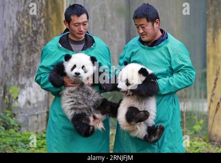 (170122) -- CHONGQING, 22. Januar 2017 -- Riesenpanda Zwillingsjungen Dashuang (L) und Xiaoshuang werden im Chongqing Zoo in Chongqing, Südwestchina, 22. Januar 2017 gesehen. Die Zwillingsjungen, geboren im Juli 2016, trafen sich hier am Sonntag. ) (wyo) CHINA-CHONGQING-RIESE PANDA-TWIN (CN) ChenxCheng PUBLICATIONxNOTxINxCHN Chongqing 22. Januar 2017 RiesenPanda-Zwillingsjungen Dashuang l und Xiaoshuang sind Seen IM Chongqing Zoo in Chongqing Südwestchina 22. Januar 2017 die Zwillingsjungen, die im Juli 2016 geboren wurden, trafen hier AM Sonntag das öffentliche Chongqing Panda-riesenwang Twin CN ChenxCheng PUBLICATIONxNOTxINxCHN Stockfoto