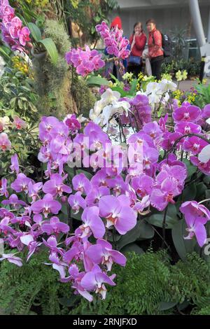 (170123) -- PEKING, 23. Januar 2017 -- Touristen besuchen eine Orchideenausstellung im Pekinger Botanischen Garten in Peking, Hauptstadt Chinas, 23. Januar 2017. ) (Zyd) CHINA-PEKING-ORCHIDEENAUSSTELLUNG (CN) LixMingfang PUBLICATIONxNOTxINxCHN Peking 23. Januar 2017 Touristen besuchen Orchideenausstellung IM Pekinger Botanischen Garten in Peking Hauptstadt Chinas 23. Januar 2017 ZYD China Peking Orchideenausstellung CN LixMingfang PUBLATIONxNOTxINxCHN Stockfoto