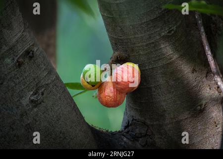 Variegierter Feigenbaum mit einer Nahaufnahme von fünf gesunden Clusterfeigen mit einer wunderschön silhouettierten grünen Ameise, die auf einer der Clusterfeigen nach Nahrung sucht. Stockfoto