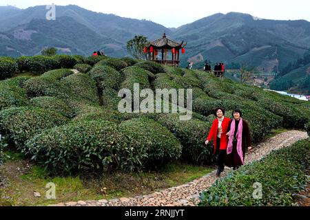 (170131) -- JIAN OU, 31. Januar 2017 -- Touristen besuchen eine Teeplantage während des chinesischen Neujahrsfestes in Houtang Village der Xiaoqiao Township in Jian Ou, südöstliche chinesische Provinz Fujian, 31. Januar 2017. ) (Zyd) CHINA-FUJIAN-LUNAR NEUJAHRSTOURISMUS (CN) ZhangxGuojun PUBLICATIONxNOTxINxCHN Jian Ou Jan 31 2017 Touristen besuchen eine Teeplantage während des chinesischen Lunar Neujahrsferien im Dorf Township in Jian Ou Südostchina S Fujian Province Jan 31 2017 ZYD China Fujian Lunar NOICATNOICATXGuTIOTXJun CN ZhangxBLINN Stockfoto