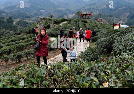 (170131) -- JIAN OU, 31. Januar 2017 -- Touristen besuchen eine Teeplantage während des chinesischen Neujahrsfestes in Houtang Village der Xiaoqiao Township in Jian Ou, südöstliche chinesische Provinz Fujian, 31. Januar 2017. ) (Zyd) CHINA-FUJIAN-LUNAR NEUJAHRSTOURISMUS (CN) ZhangxGuojun PUBLICATIONxNOTxINxCHN Jian Ou Jan 31 2017 Touristen besuchen eine Teeplantage während des chinesischen Lunar Neujahrsferien im Dorf Township in Jian Ou Südostchina S Fujian Province Jan 31 2017 ZYD China Fujian Lunar NOICATNOICATXGuTIOTXJun CN ZhangxBLINN Stockfoto