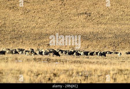 (170218) -- LHASA, 18. Februar 2017 -- Eine Schafherde weidet auf einer Insel am Puma Yumco See, Südwestchinas Autonome Region Tibet, 9. Februar 2017. Es ist der kälteste Punkt des Jahres in Tibet und Zeit für die jährliche Migration von Schafherden über einen eisigen See, eine gefährliche und berauschende alte Praxis. Im Dorf Dowa, 5.070 Meter über dem Meeresspiegel, wurden Tausende von Schafen über gefrorenes Wasser zu zwei Inseln am Puma Yumco Lake gebracht, einem der höchsten Seen der Welt. Die Migration begann vor Sonnenaufgang. Hunderte von Schafen bewegen sich vorwärts, einer nach dem anderen, und die eisige Oberfläche quietscht unter t Stockfoto