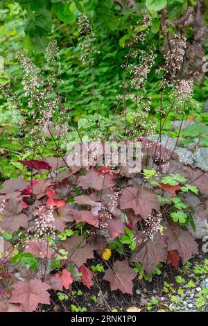 'Palace Purple' Kleine-leaved Alaun Wurzel, Småblommig alunrot (Heuchera micrantha) Stockfoto