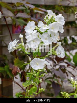 'Mia' Ruys Garten Phlox, Höstflox (Phlox paniculata) Stockfoto