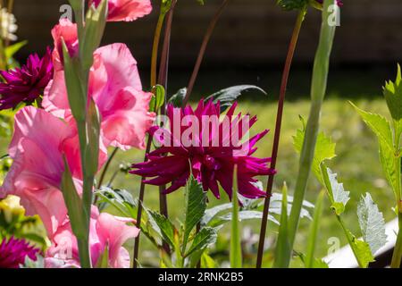 „Ambition“ Kaktusdahlia (Dahlia x hortensis) Stockfoto