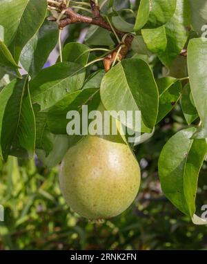 Konferenz der Europäischen Birne, Päron (Pyrus communis) Stockfoto