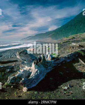 Driftwood, Big Flat, King Range National Conservation Area, Lost Coast, Humboldt County, Kalifornien Stockfoto