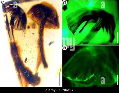 (170317) -- NANJING, 17. März 2017 () -- Foto vom Nanjing Institut für Geologie und Paläontologie der Chinesischen Akademie der Wissenschaften am 17. März 2017 zeigt die entdeckten Pilzfossilien. Paläontologen aus China, Neuseeland und den Vereinigten Staaten haben vier intakte Pilzfossilien gefunden, wie Quellen der Chinesischen Akademie der Wissenschaften am Freitag mitteilten. Die vier, in birmanischem Bernstein gut erhalten seit mindestens 99 Millionen Jahren, sind die frühesten vollständigen Pilzfossilien, die jemals gefunden wurden. () (zwx) CHINA-NANJING-PILZ FOSSIL-ENTDECKUNG (CN) Xinhua PUBLICATIONxNOTxINxCHN Nanjing 17. März 201 Stockfoto
