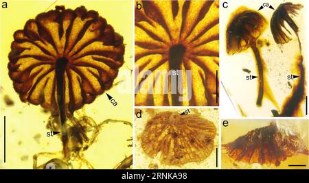 (170317) -- NANJING, 17. März 2017 () -- Foto vom Nanjing Institut für Geologie und Paläontologie der Chinesischen Akademie der Wissenschaften am 17. März 2017 zeigt die entdeckten Pilzfossilien. Paläontologen aus China, Neuseeland und den Vereinigten Staaten haben vier intakte Pilzfossilien gefunden, wie Quellen der Chinesischen Akademie der Wissenschaften am Freitag mitteilten. Die vier, in birmanischem Bernstein gut erhalten seit mindestens 99 Millionen Jahren, sind die frühesten vollständigen Pilzfossilien, die jemals gefunden wurden. () (zwx) CHINA-NANJING-PILZ FOSSIL-ENTDECKUNG (CN) Xinhua PUBLICATIONxNOTxINxCHN Nanjing 17. März 201 Stockfoto