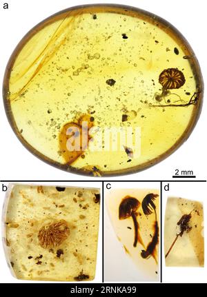 (170317) -- NANJING, 17. März 2017 () -- Foto, das am 17. März 2017 vom Nanjing Institute of Geology and Paleontology der Chinesischen Akademie der Wissenschaften zur Verfügung gestellt wurde, zeigt die in birmanischem Bernstein erhaltenen Pilzfossilien. Paläontologen aus China, Neuseeland und den Vereinigten Staaten haben vier intakte Pilzfossilien gefunden, wie Quellen der Chinesischen Akademie der Wissenschaften am Freitag mitteilten. Die vier, in birmanischem Bernstein gut erhalten seit mindestens 99 Millionen Jahren, sind die frühesten vollständigen Pilzfossilien, die jemals gefunden wurden. () (zwx) CHINA-NANJING-PILZ FOSSIL-ENTDECKUNG (CN) Xinhua PUBLICATIONxNOTxINxCHN Nanj Stockfoto