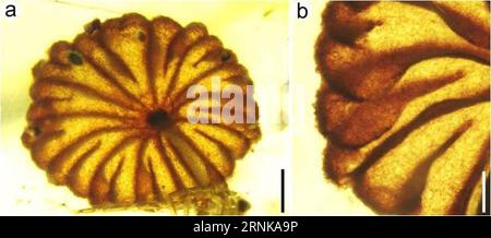 (170317) -- NANJING, 17. März 2017 () -- Foto vom Nanjing Institut für Geologie und Paläontologie der Chinesischen Akademie der Wissenschaften am 17. März 2017 zeigt die entdeckten Pilzfossilien. Paläontologen aus China, Neuseeland und den Vereinigten Staaten haben vier intakte Pilzfossilien gefunden, wie Quellen der Chinesischen Akademie der Wissenschaften am Freitag mitteilten. Die vier, in birmanischem Bernstein gut erhalten seit mindestens 99 Millionen Jahren, sind die frühesten vollständigen Pilzfossilien, die jemals gefunden wurden. () (zwx) CHINA-NANJING-PILZ FOSSIL-ENTDECKUNG (CN) Xinhua PUBLICATIONxNOTxINxCHN Nanjing 17. März 201 Stockfoto