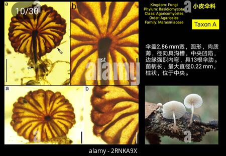 (170317) -- NANJING, 17. März 2017 () -- Foto, das am 17. März 2017 vom Nanjing Institute of Geology and Paleontology der Chinesischen Akademie der Wissenschaften zur Verfügung gestellt wurde, zeigt die Pilzfossilien und ähnliche Arten von Pilzen heute (R). Paläontologen aus China, Neuseeland und den Vereinigten Staaten haben vier intakte Pilzfossilien gefunden, wie Quellen der Chinesischen Akademie der Wissenschaften am Freitag mitteilten. Die vier, in birmanischem Bernstein gut erhalten seit mindestens 99 Millionen Jahren, sind die frühesten vollständigen Pilzfossilien, die jemals gefunden wurden. () (ZWX) CHINA-NANJING-MUSHROOM FOSSIL-DISCOVERY (CN) XINHUA PUBLICATIO Stockfoto