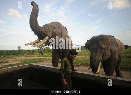 (170321) -- LAMPUNG, 21. März 2017 -- Foto aufgenommen am 20. März 2017 zeigt eine Mahout, die eine Wanne für sumatranische Elefanten im Way Kambas Nationalpark, East Lampung Bezirk, Provinz Lampung, Indonesien reinigt. ) (lrz) INDONESIA-LAMPUNG-SUMATRA ELEPHANT AgungxKuncahyaxB. PUBLICATIONxNOTxINxCHN LAMPUNG 21. März 2017 Foto aufgenommen AM 20. März 2017 zeigt eine Mahout Reinigung einer WANNE für Sumatra Elefanten im Weg kambas Nationalpark East LAMPUNG Bezirk LAMPUNG Provinz Indonesien lrz Indonesien LAMPUNG Sumatra Elefant AgungxKuncahyaxB PUBLICATIONxNOTxINxCHN Stockfoto