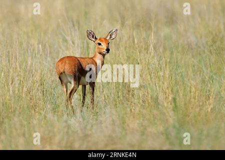 Weibliche Steenbok-Antilope (Raphicerus campestris) im natürlichen Lebensraum, Mokala-Nationalpark, Südafrika Stockfoto